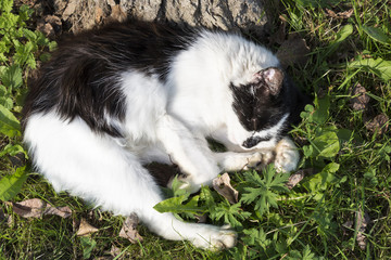 black white stray cat sleeping on the grass near the tree