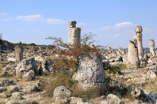 Каменная пустыня (Вбитые камни) недалеко от Варны (Болгария) 