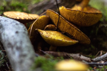 mushrooms stacked