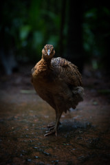 Staring Chicken