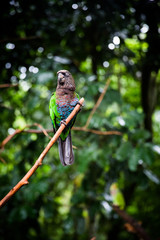 Colorful Parrot