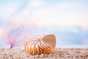 nautilus seashell sea shell with ocean , beach and seascape