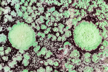 growth of green mold on food, spread of fungi, close-up abstract background