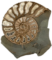 Ammonite fossil shell isolated on white background