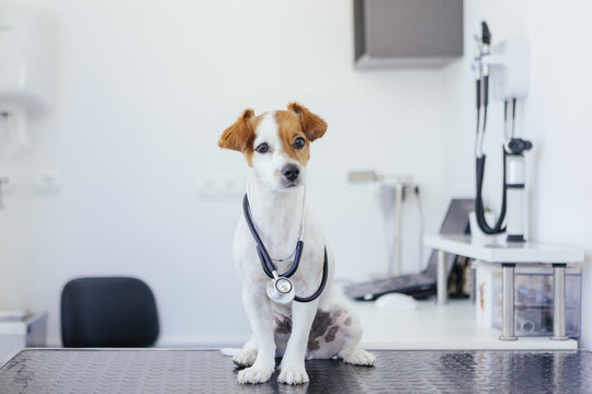 portrait of a young white and brown dog with a stethoscope