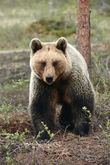 Brown Bear (Ursus arctos) photographed frontally.