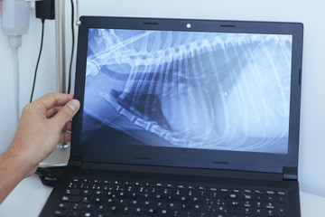 computer of a clinic showing a dog diagnosis
