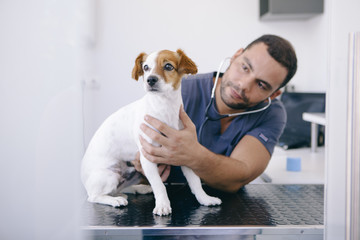 male nurse using stethoscope on a healthy puppy