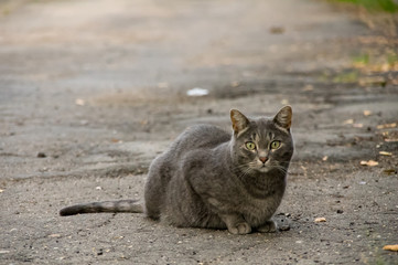 Cat sitting on the pavement in the fall