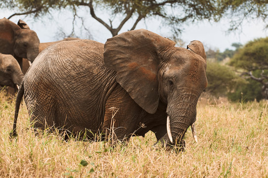 African elephant (Loxodonta africana) photographed during a safari in Tanzania.