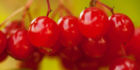 bunch of beautiful bright ripe viburnum on a branch in a sunny park or garden