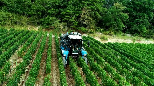 Vendanges dans les vignes 