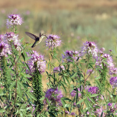 Hummingbirds on wild flowers Rocky Mountain Bee Plant (Cleome serrulata)  in the desert