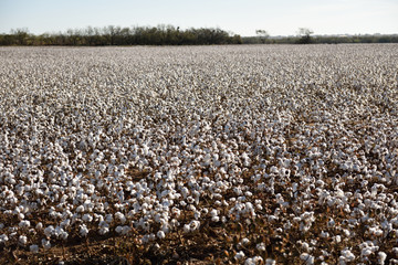Raw cotton farming, cultivation and production, fields of white cotton in West Texas, USA