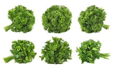 Obraz premium Set of fresh green parsley on white background