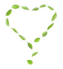 Heart made of green fresh basil leaves on white background