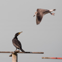 Phalacrocorax carbo fighting with a Larus argentatus for the landing and rest zone.
