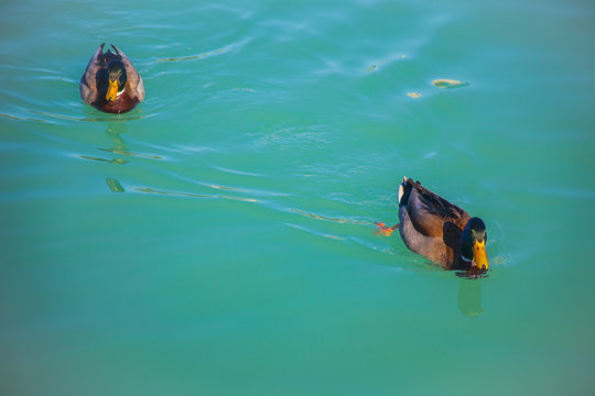 Female Real Duck in the water