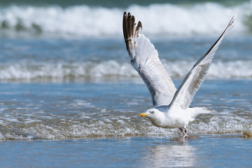 A european herring gull taking off from, crushing waves in the background