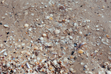 Background of sea sand with seashells on the beach of the sea, ocean with waves
