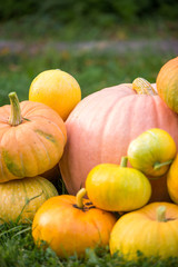 Photo of harvest of pumpkins