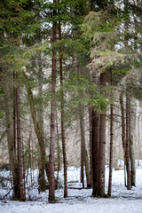 Image of snow trail and trees in forest