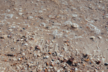 Background of sea sand with seashells on the beach of the sea, ocean with waves