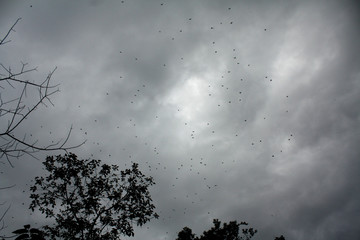 Birds flying in the cloudy sky