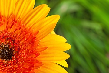 Yellow Gerbera Daisy