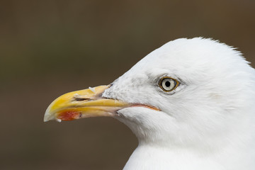 Closeup portrait of a european herring gull