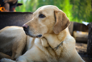 Dog laying in front of a fire during an outdoor camping trip.