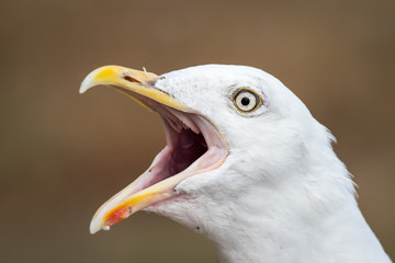 Closeup portrait of a european herring gull