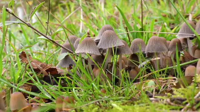 Coprinus plicatilis, Little Japanese Umbrella Toad-Stool.