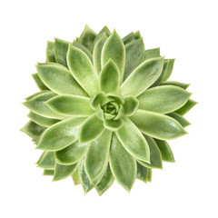 Succulent flower plant isolated white background