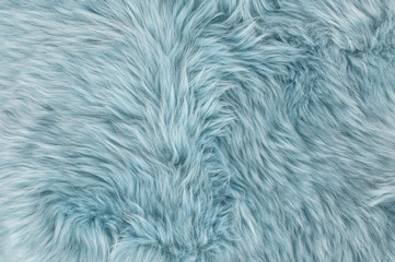 Natural sheepskin rug background Blue sheep fur