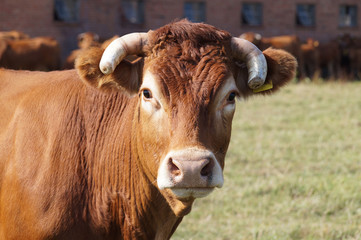 ortrait in the pasture:  limousine variety cow against the backdrop of a herd grazing.