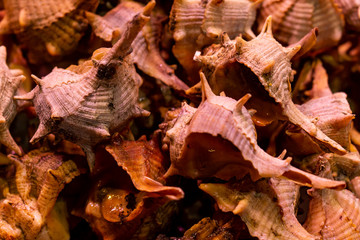 Numerous snails for sale in the market.