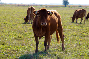 Pasture. A brown-colored cow (limousine breed) the entire silhouette