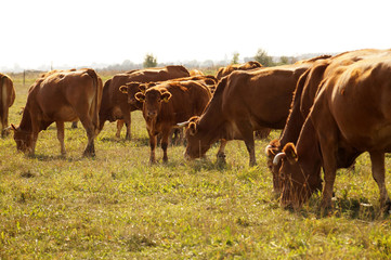 A herd of cows in the pasture, calves in the middle of the herd.