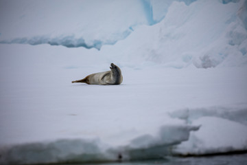 seal sitting on a rock