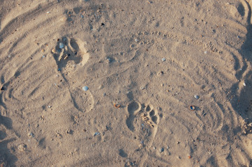 Seashore beach with sand, footprints in the sand, sand and seashells summer