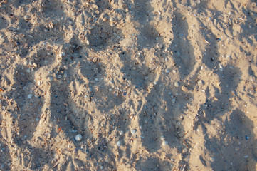 Seashore beach with sand, footprints in the sand, sand and seashells summer