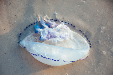 Sea shore of the ocean, the sea covered with jellyfish, jellyfish cast ashore on the ocean summer