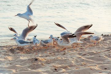 Seagulls eat on the seashore of the beach on a summer