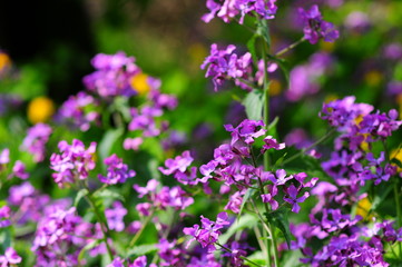 Fototapeta premium Viola reichenbachiana, the early dog-violet, or pale wood violet