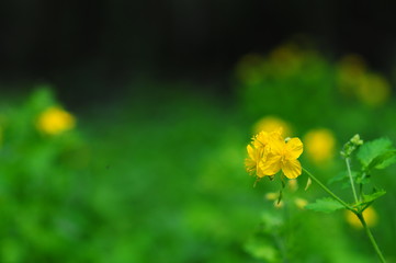 Yellow anemone (Anemone ranunculoides) in deciduous forest