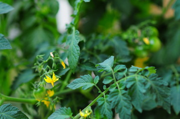 Solanum lycopersicum. Tomato flower