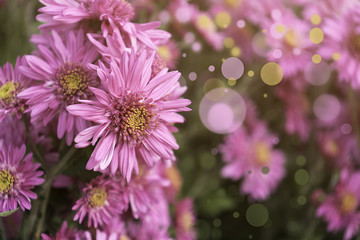 Festive floral background of pink chrysanthemums.