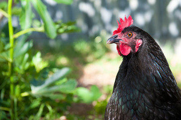 Black chicken with red comb