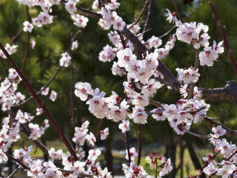 Cherry blossoms or Sakura flowers in the spring season, South Korea